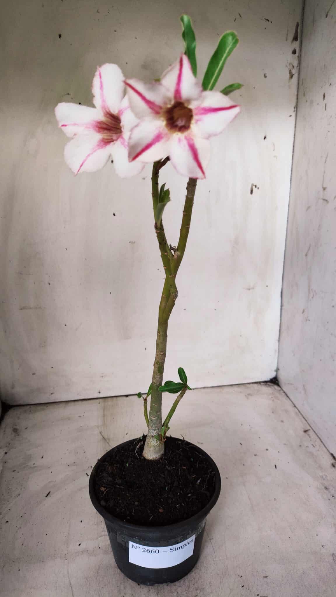 Planta Simples 2660 – 30cm – 02 anos