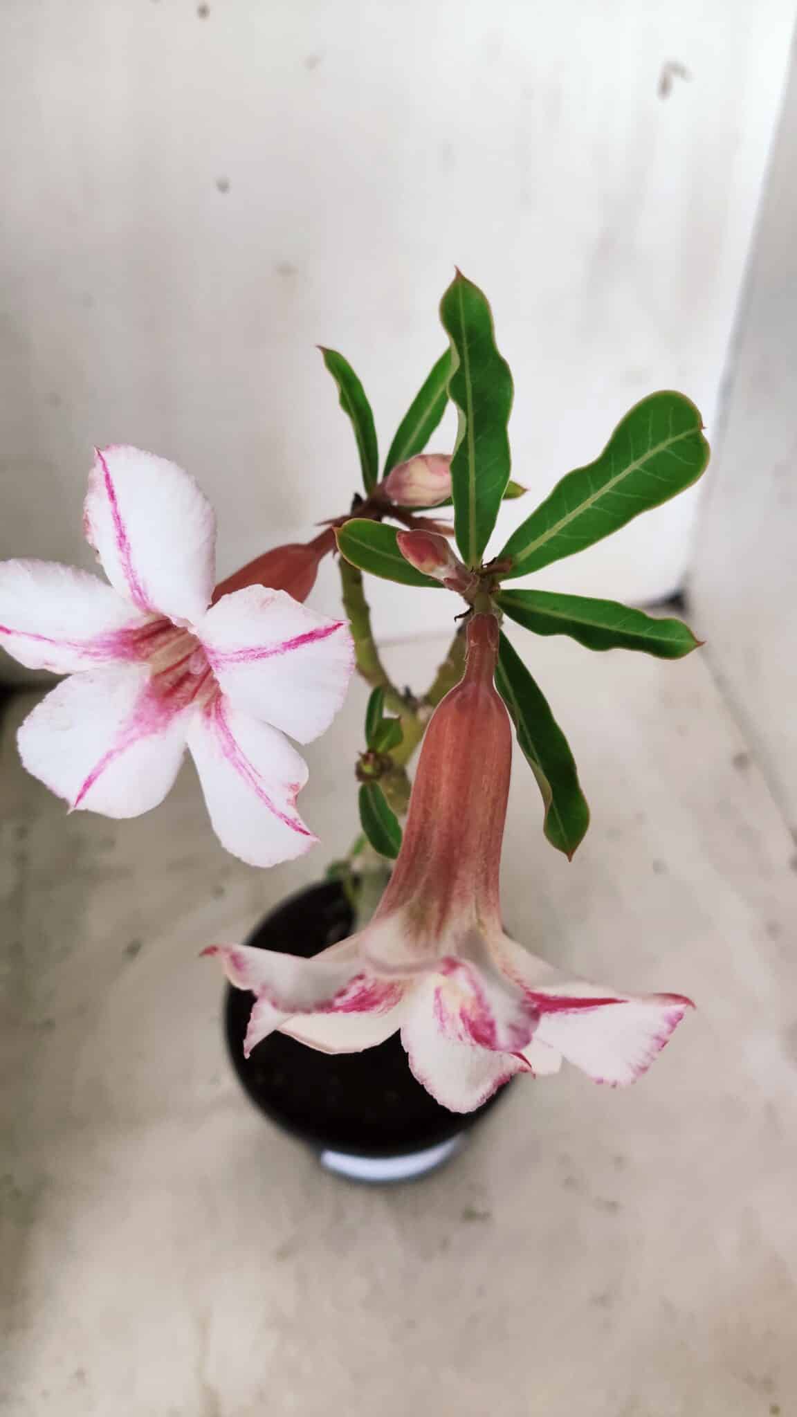 Planta Simples 2660 – 30cm – 02 anos