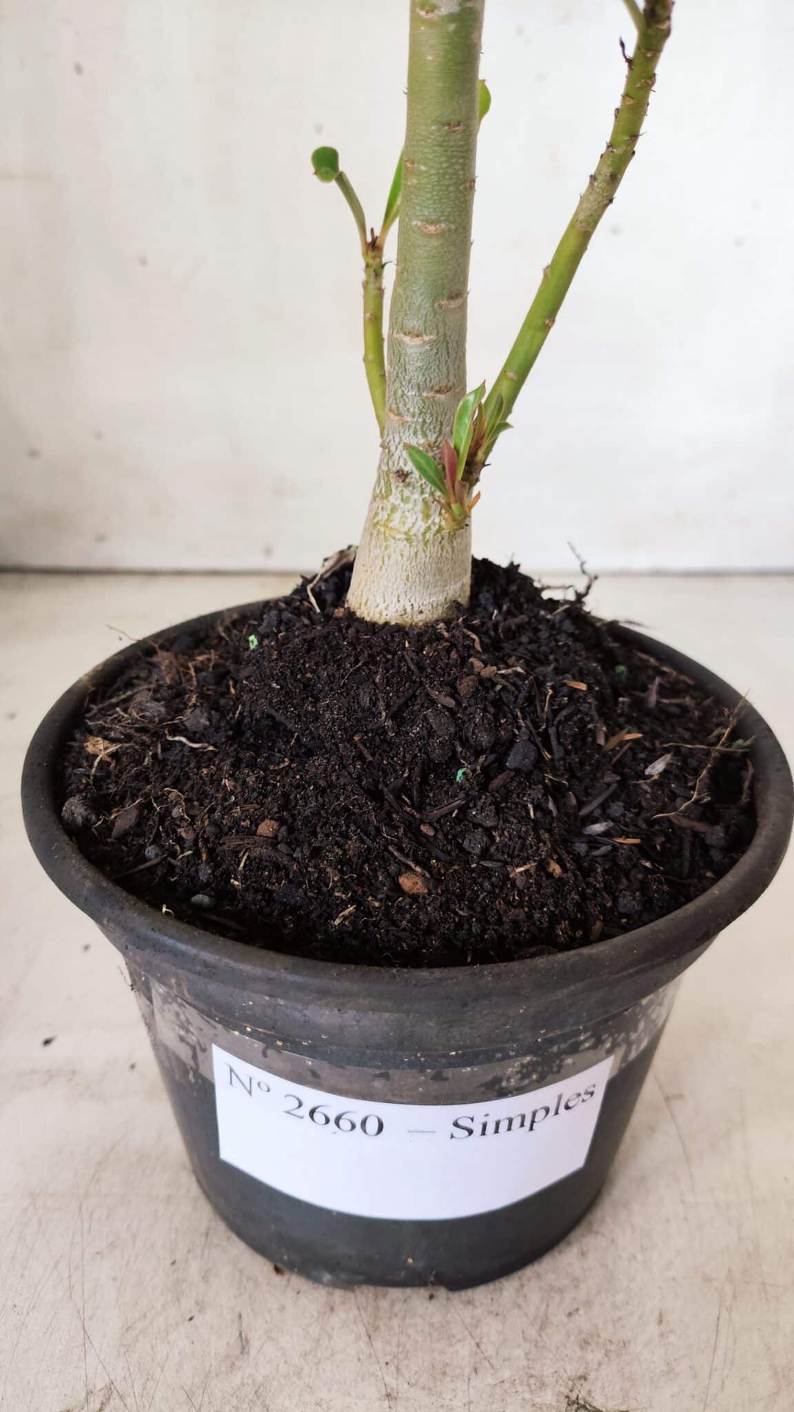 Planta Simples 2660 – 30cm – 02 anos