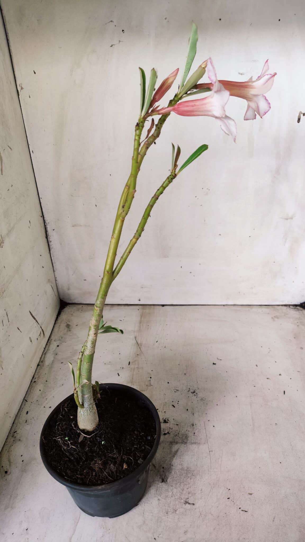 Planta Simples 2660 – 30cm – 02 anos