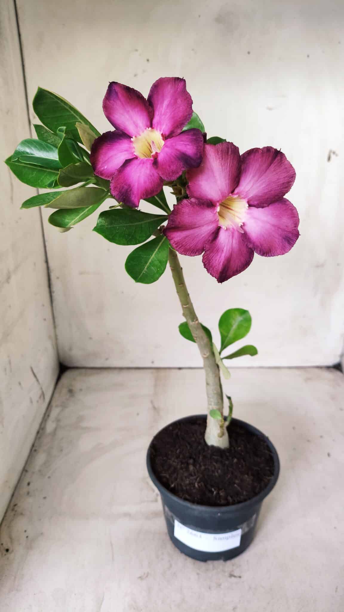 Planta Simples 2661 – 30cm – 02 anos
