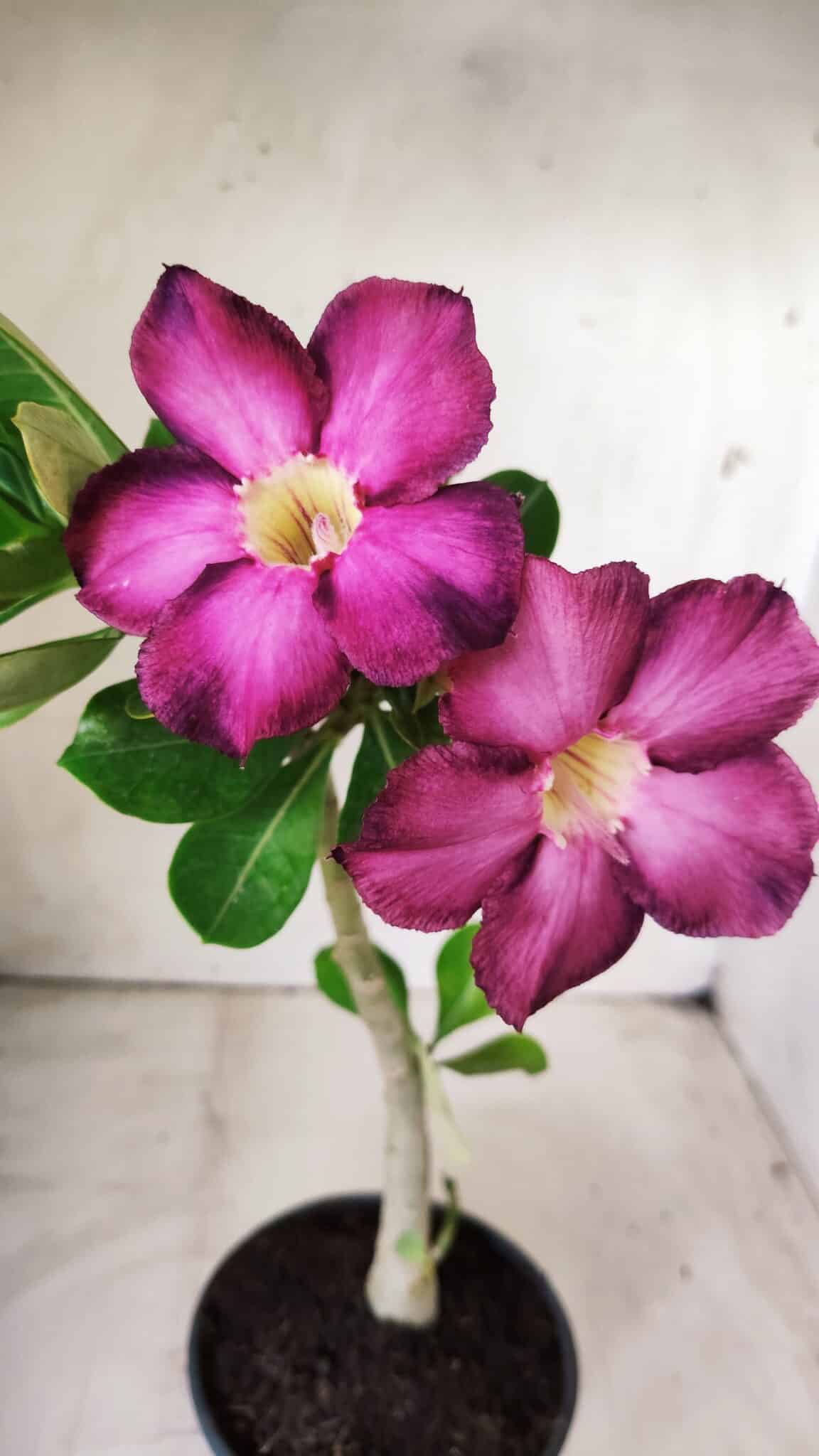 Planta Simples 2661 – 30cm – 02 anos