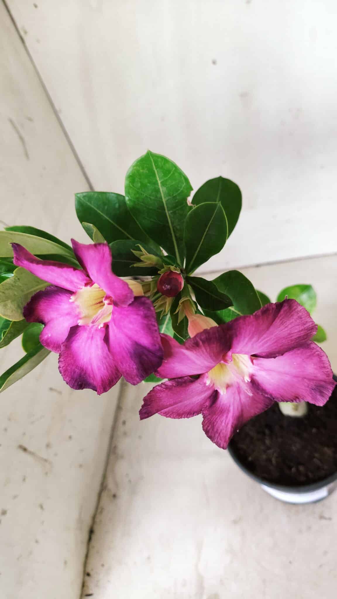 Planta Simples 2661 – 30cm – 02 anos