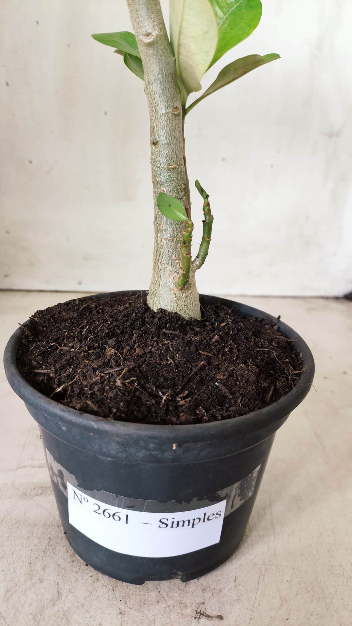 Planta Simples 2661 – 30cm – 02 anos