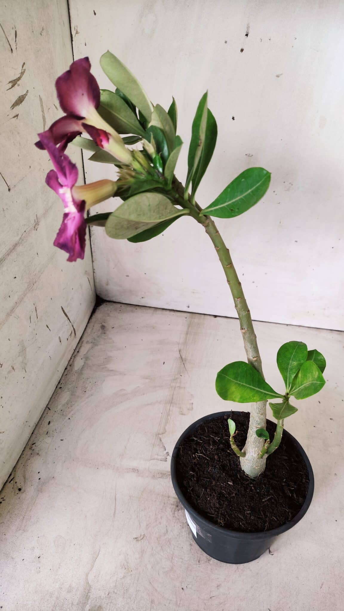 Planta Simples 2661 – 30cm – 02 anos