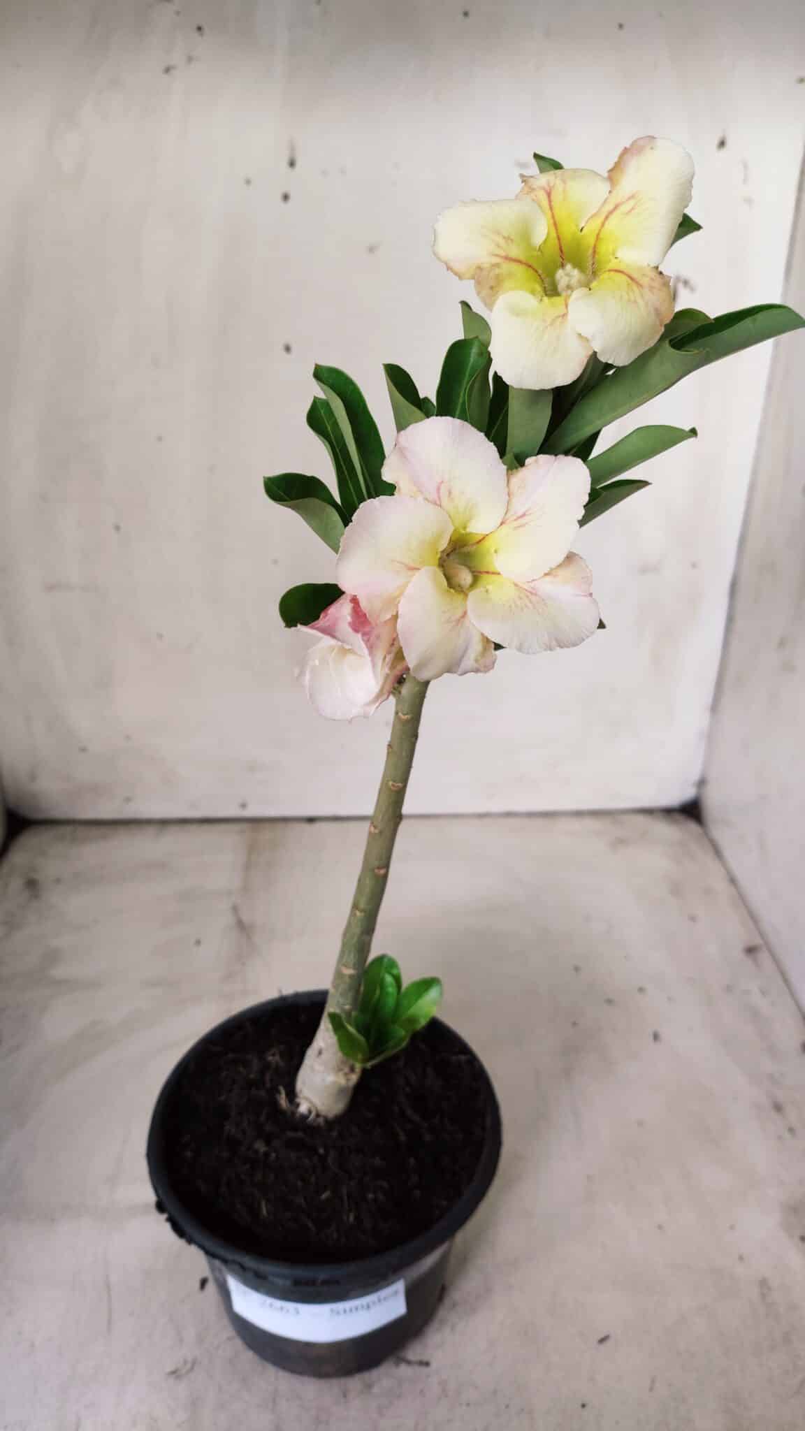 Planta Simples 2663 – 30cm – 02 anos