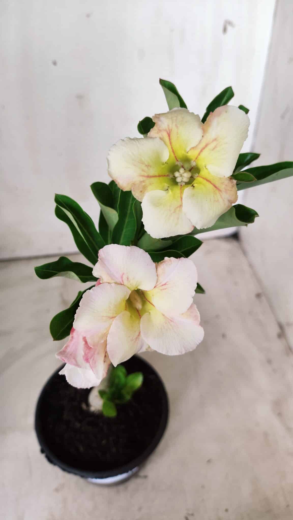 Planta Simples 2663 – 30cm – 02 anos