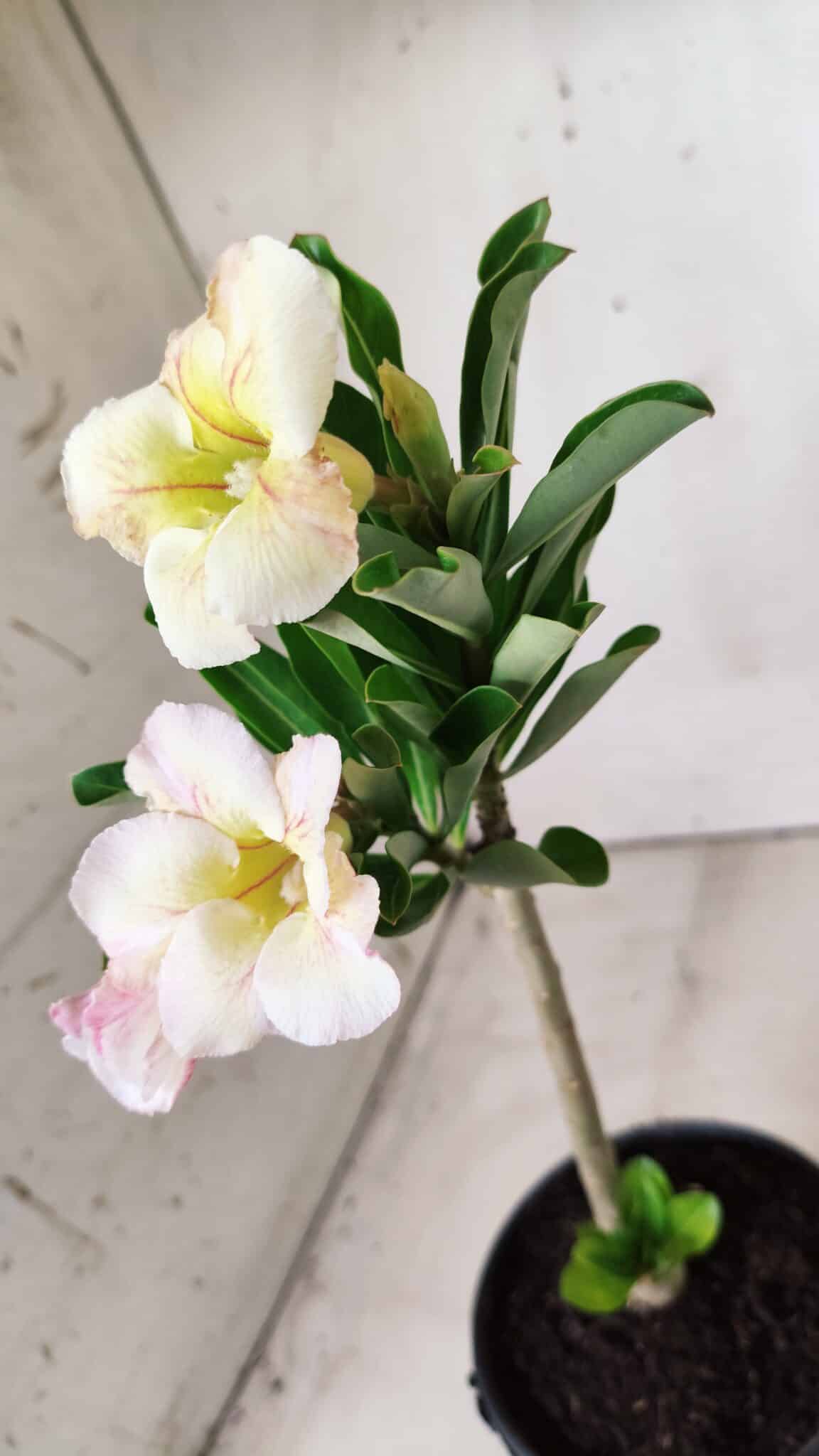 Planta Simples 2663 – 30cm – 02 anos