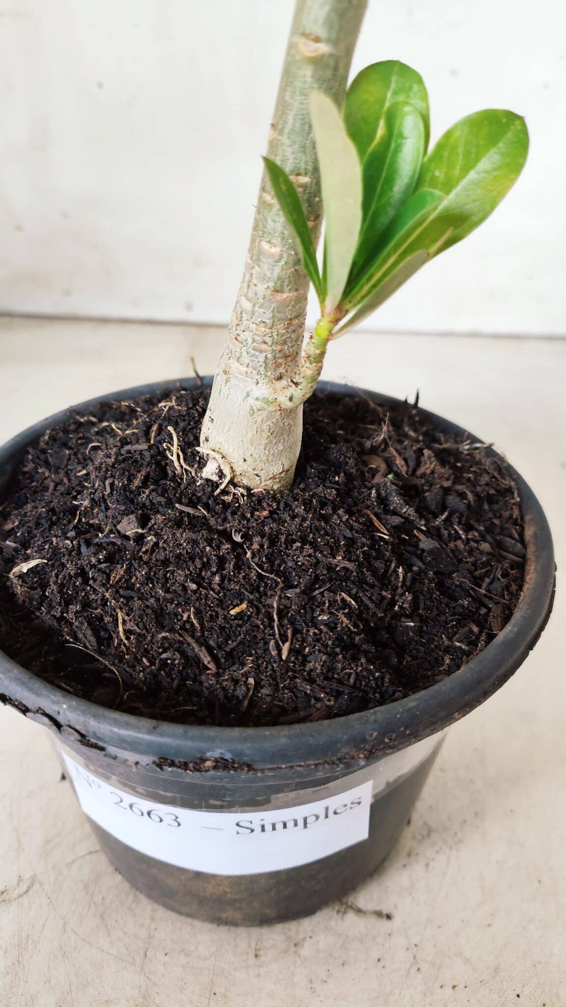Planta Simples 2663 – 30cm – 02 anos