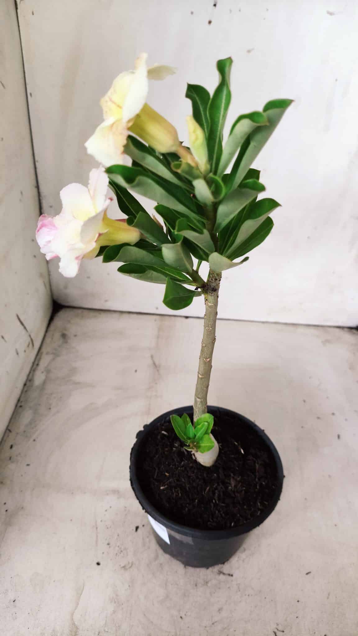 Planta Simples 2663 – 30cm – 02 anos