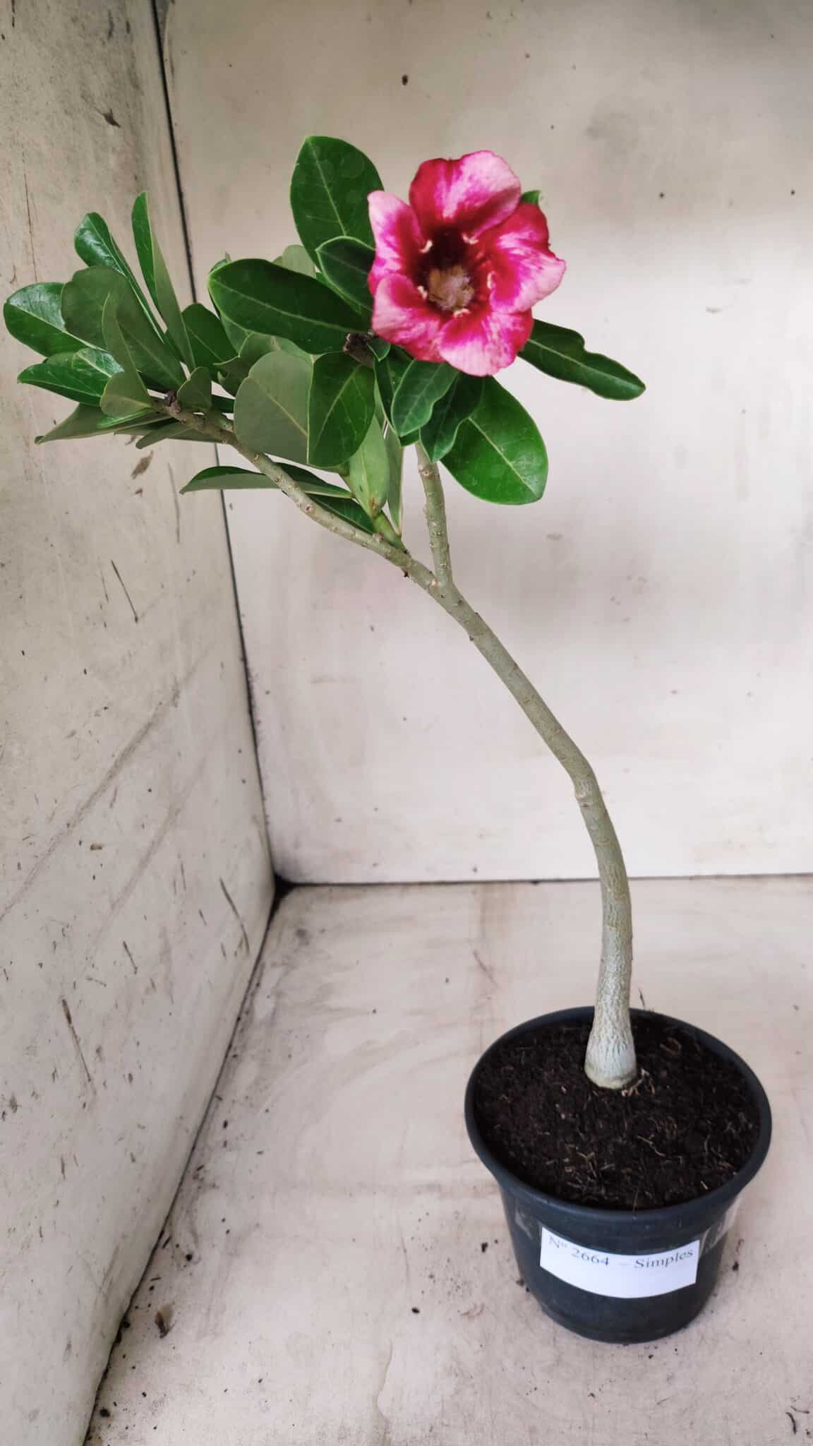 Planta Simples 2664 – 30cm – 02 anos