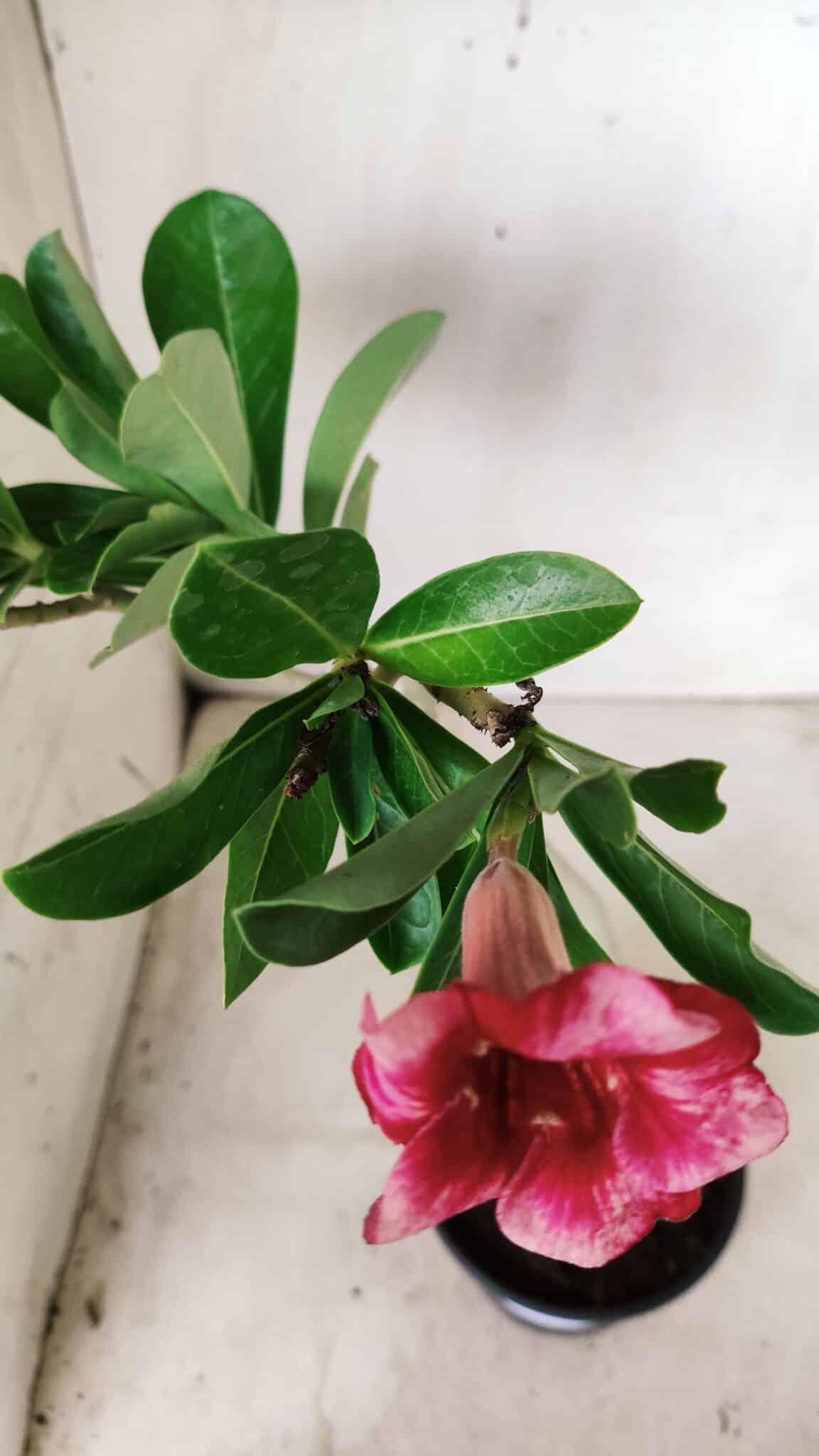 Planta Simples 2664 – 30cm – 02 anos