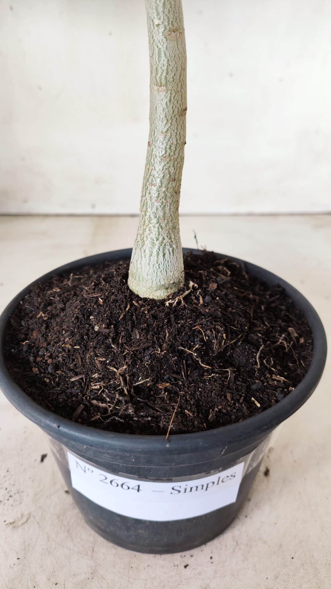 Planta Simples 2664 – 30cm – 02 anos
