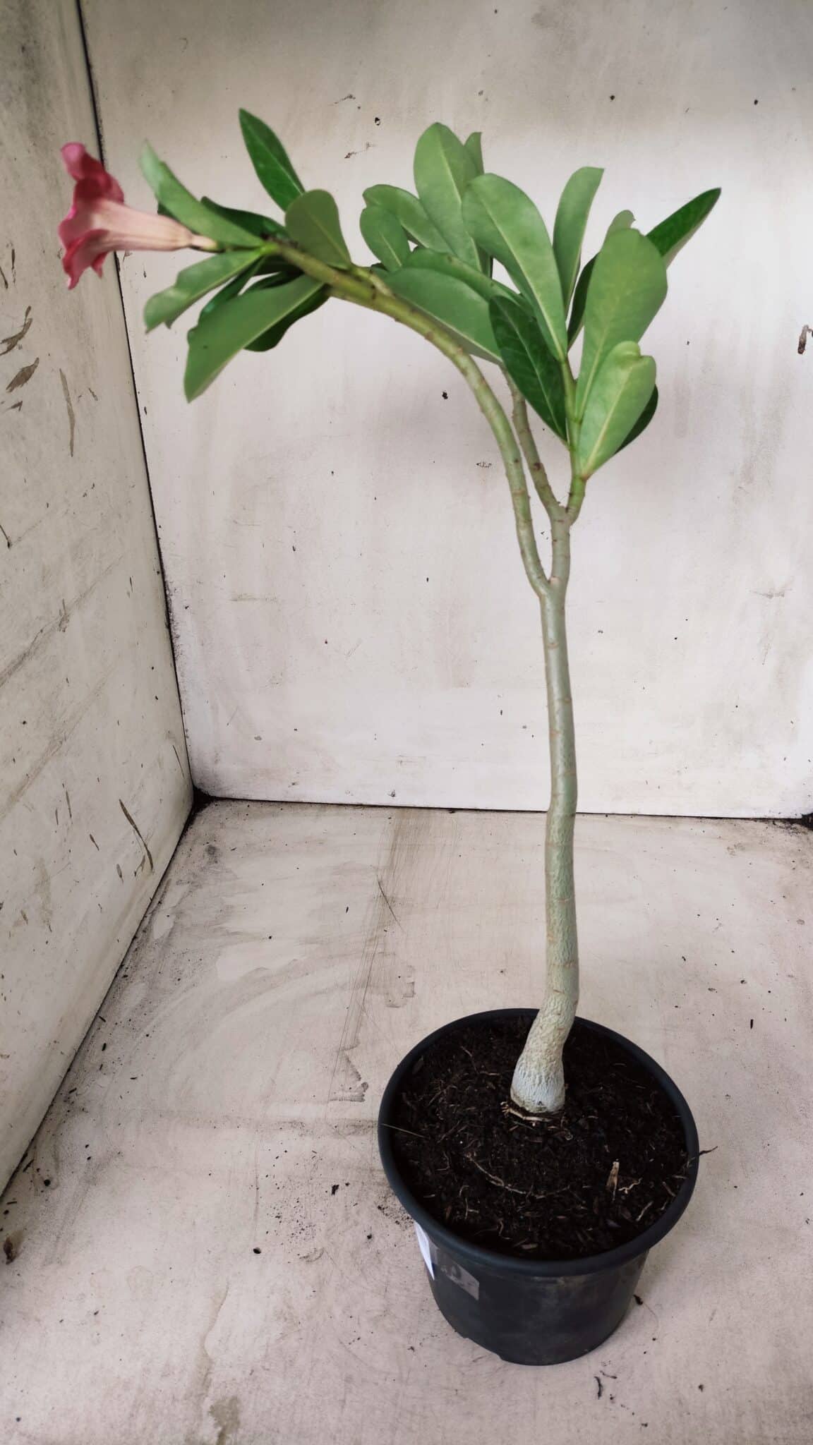 Planta Simples 2664 – 30cm – 02 anos