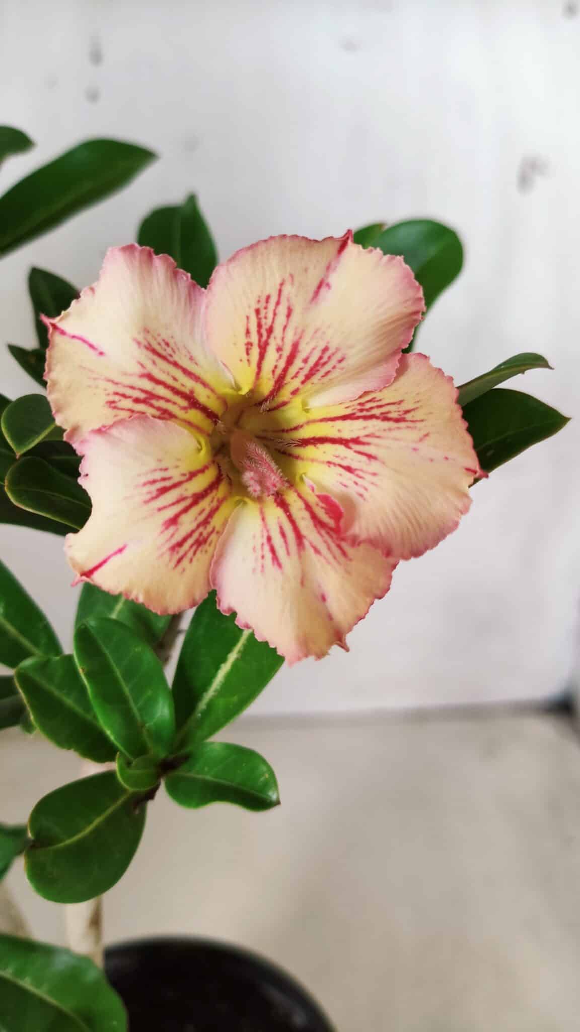 Planta Simples 2665 – 35cm – 03 anos