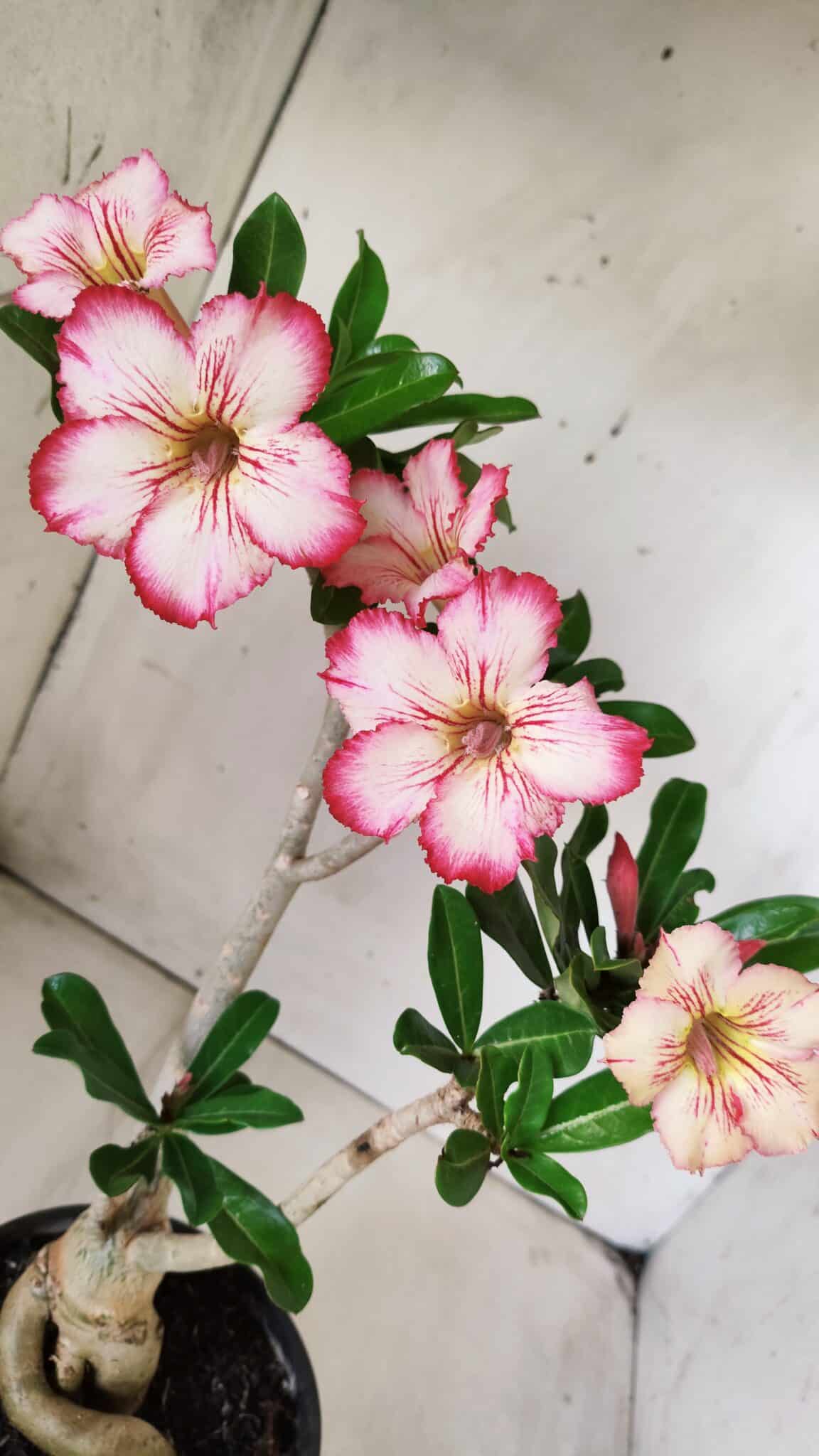 Planta Simples 2665 – 35cm – 03 anos