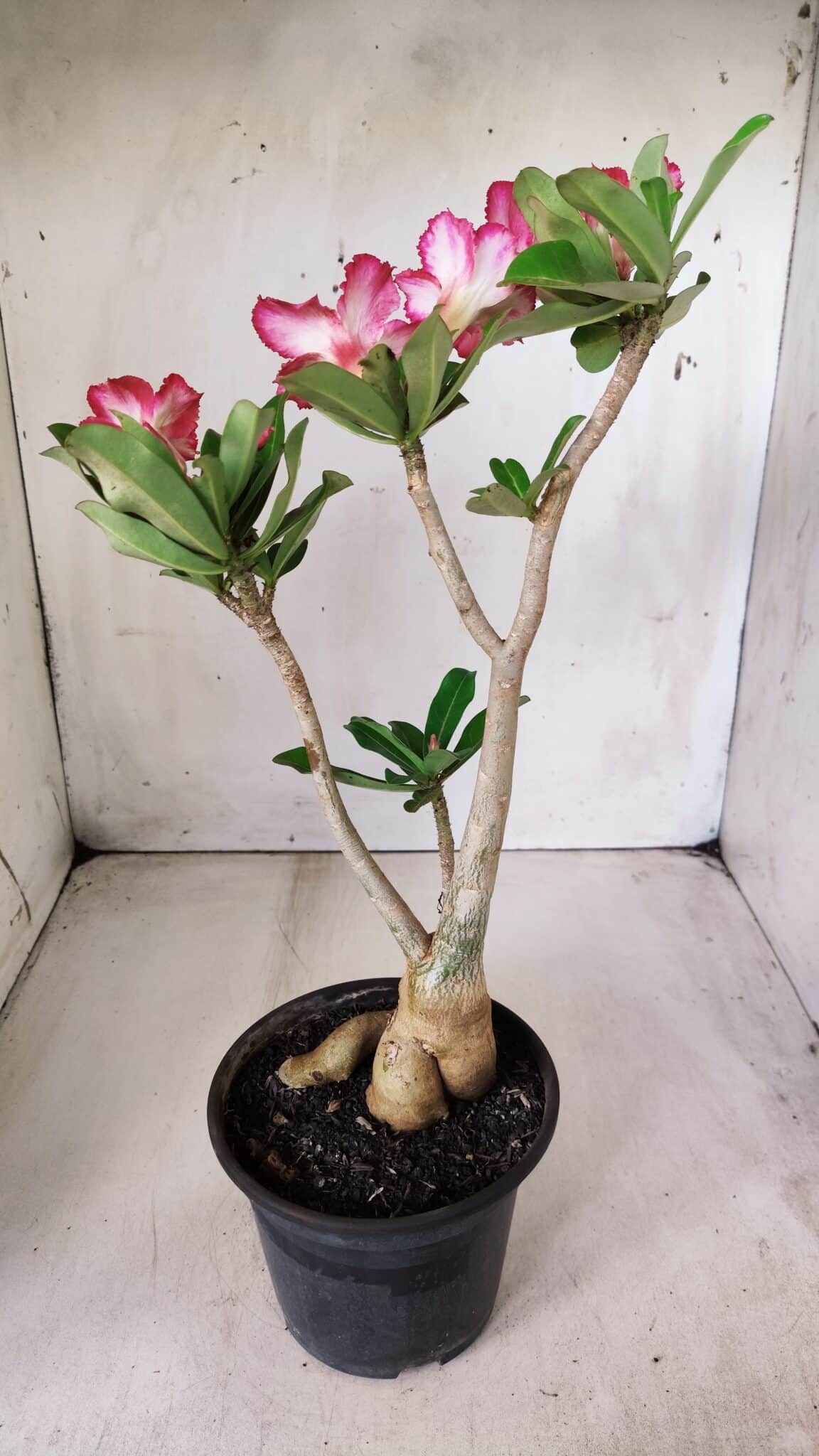 Planta Simples 2665 – 35cm – 03 anos