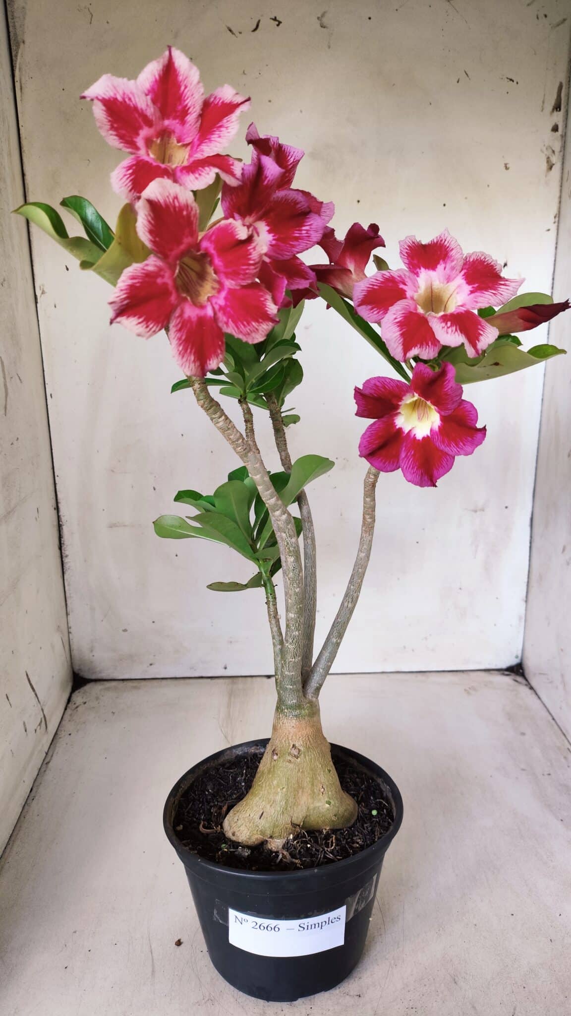 Planta Simples 2666 – 35cm – 03 anos