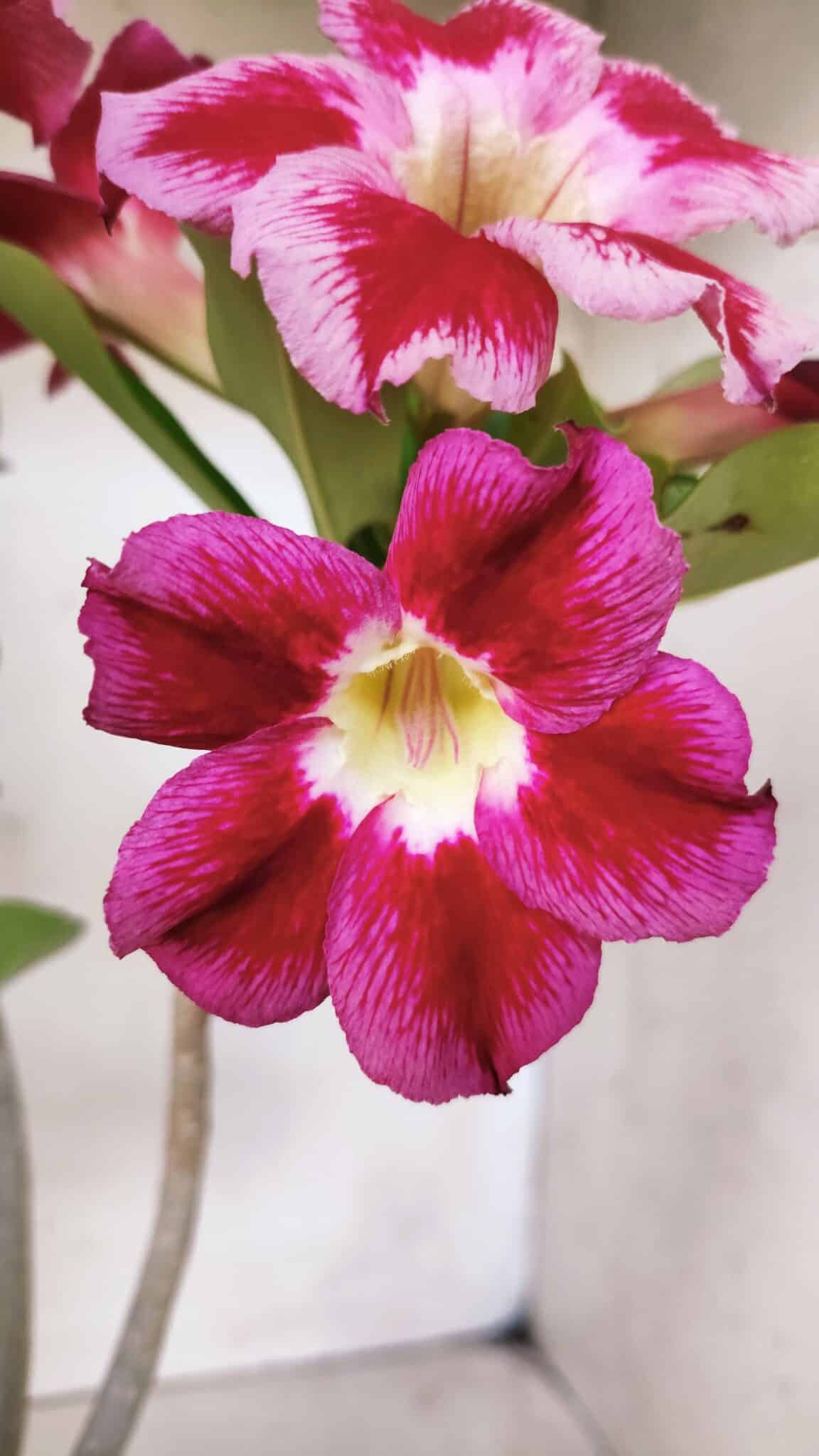 Planta Simples 2666 – 35cm – 03 anos