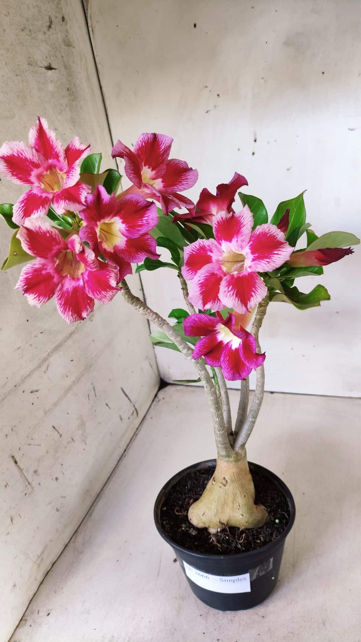 Planta Simples 2666 – 35cm – 03 anos