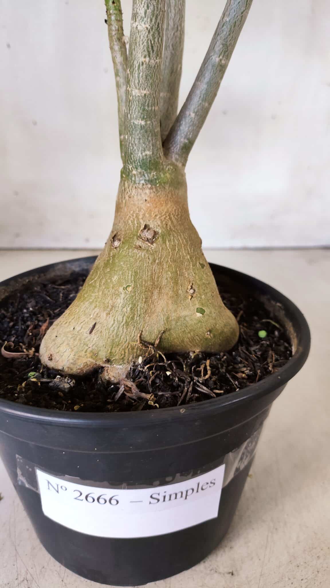 Planta Simples 2666 – 35cm – 03 anos