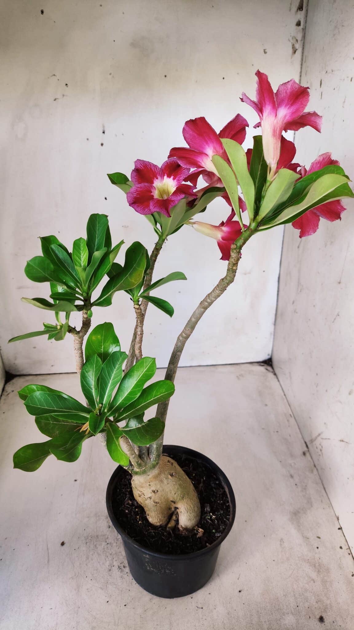 Planta Simples 2666 – 35cm – 03 anos