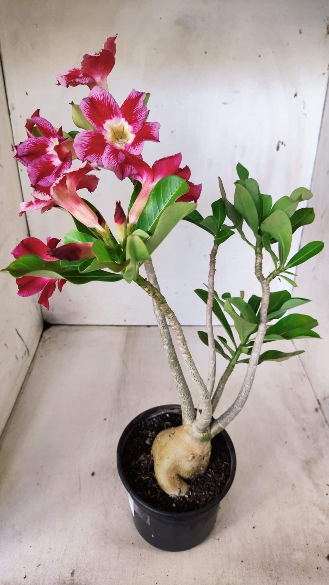 Planta Simples 2666 – 35cm – 03 anos