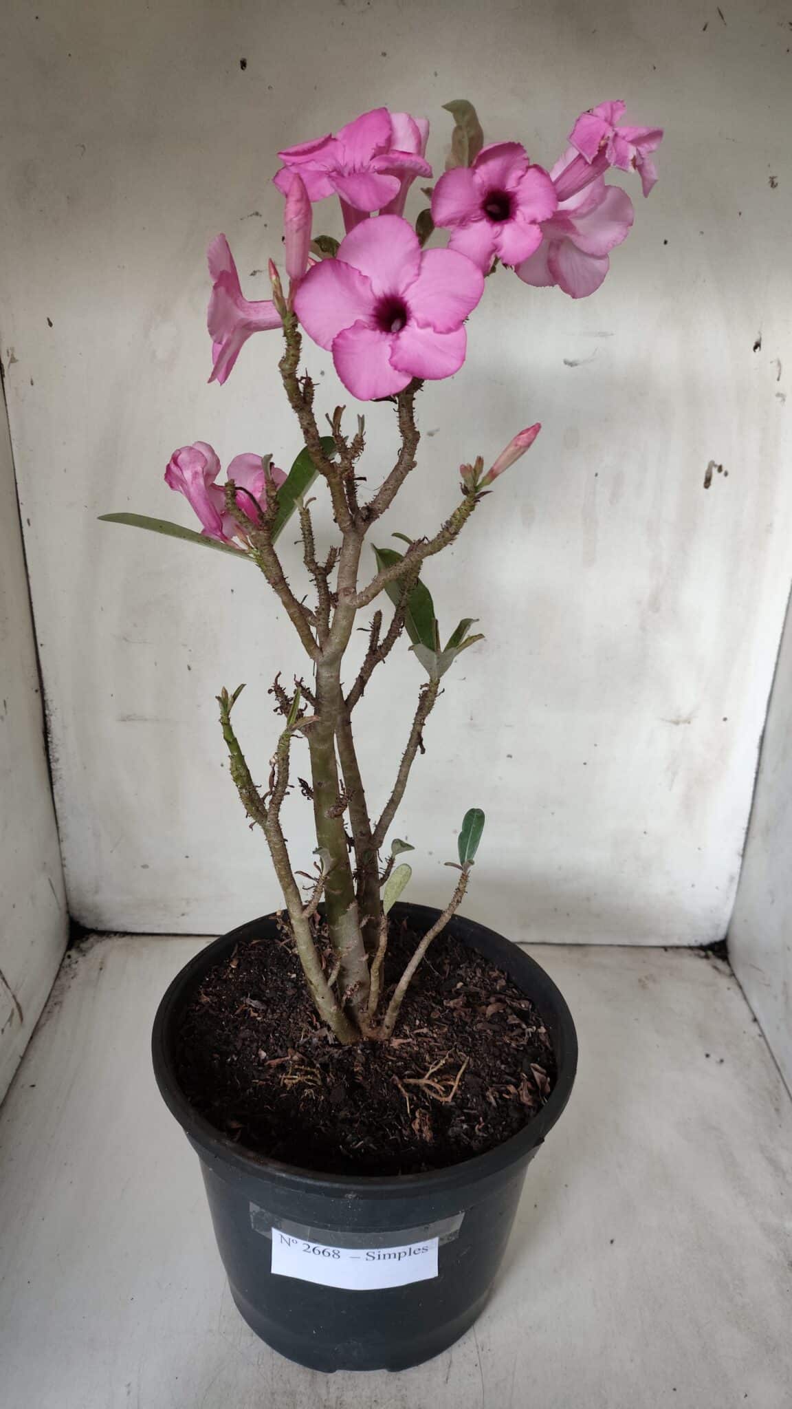 Planta Simples 2668 – 40cm – 03 anos