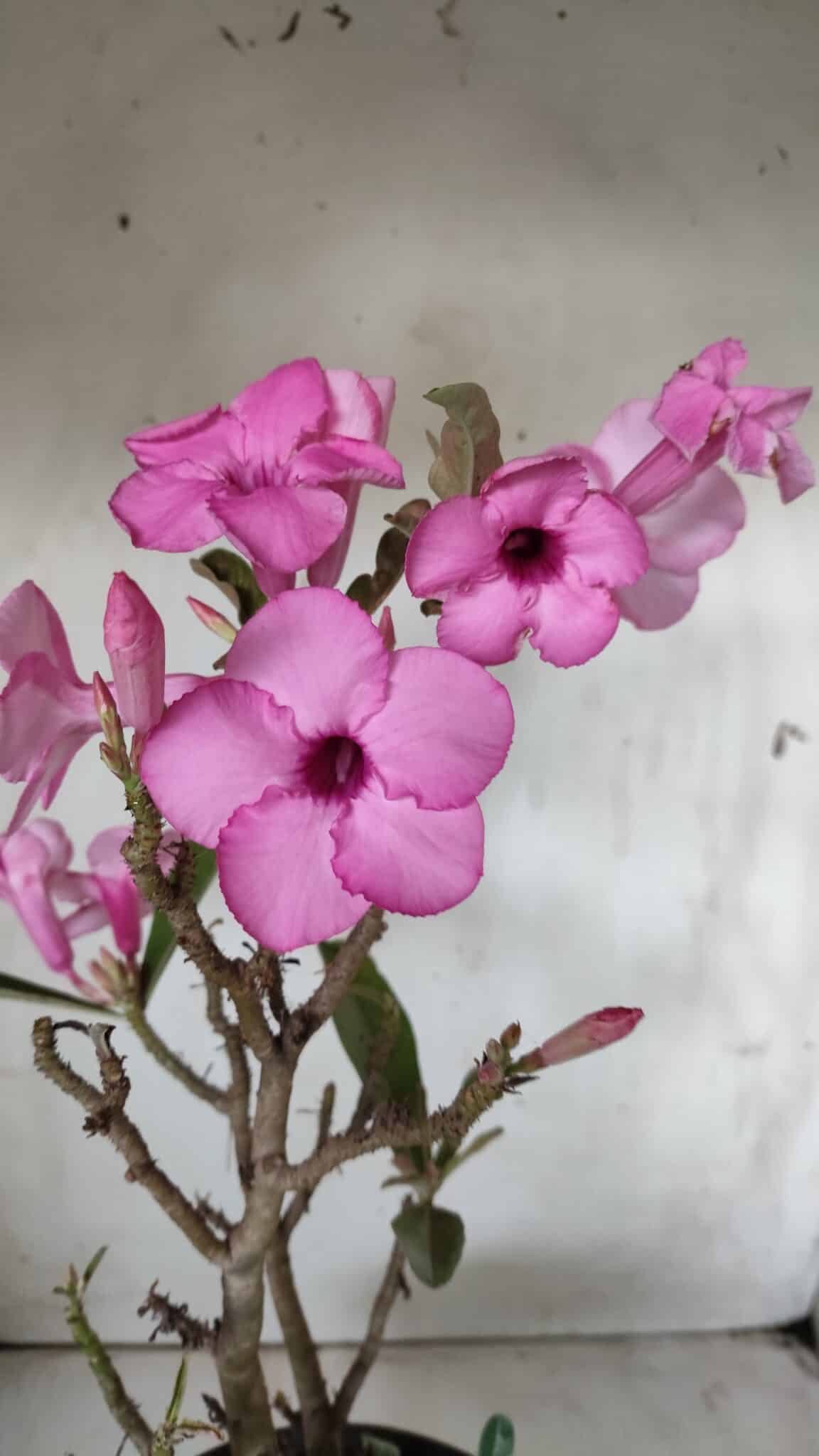 Planta Simples 2668 – 40cm – 03 anos