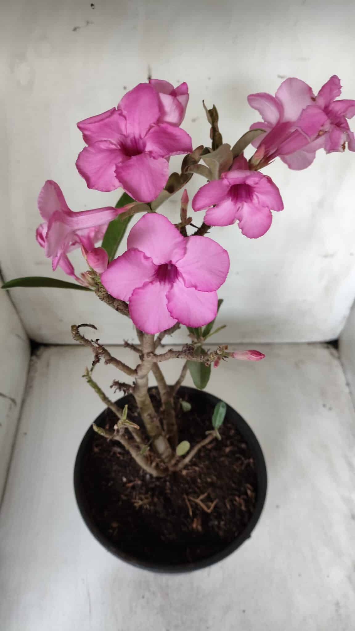 Planta Simples 2668 – 40cm – 03 anos