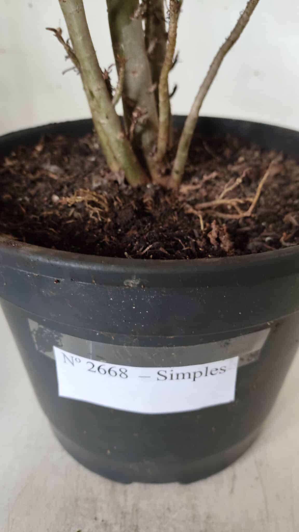 Planta Simples 2668 – 40cm – 03 anos