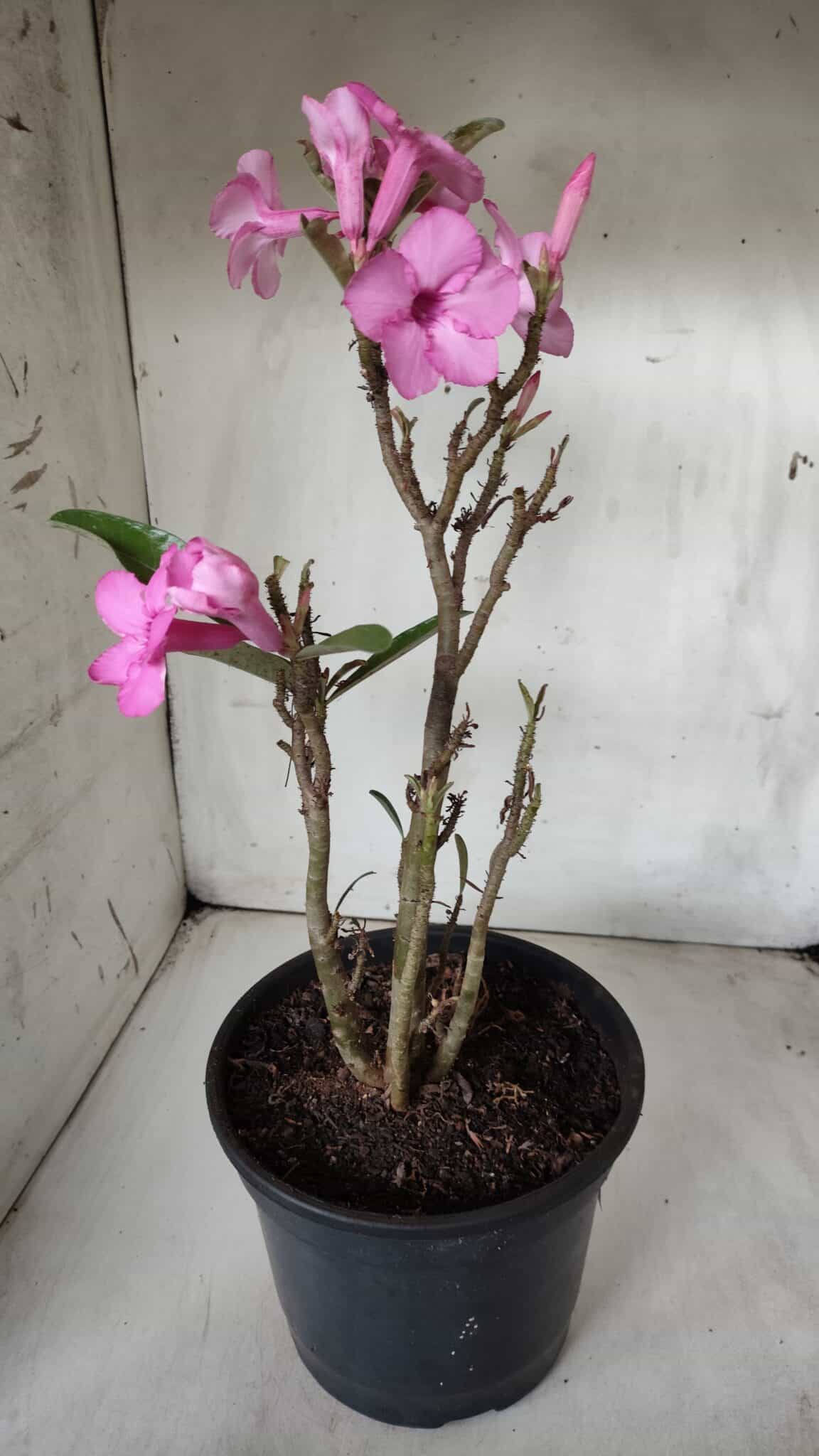 Planta Simples 2668 – 40cm – 03 anos