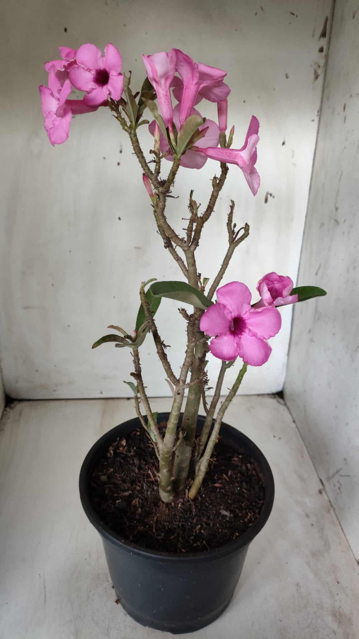 Planta Simples 2668 – 40cm – 03 anos