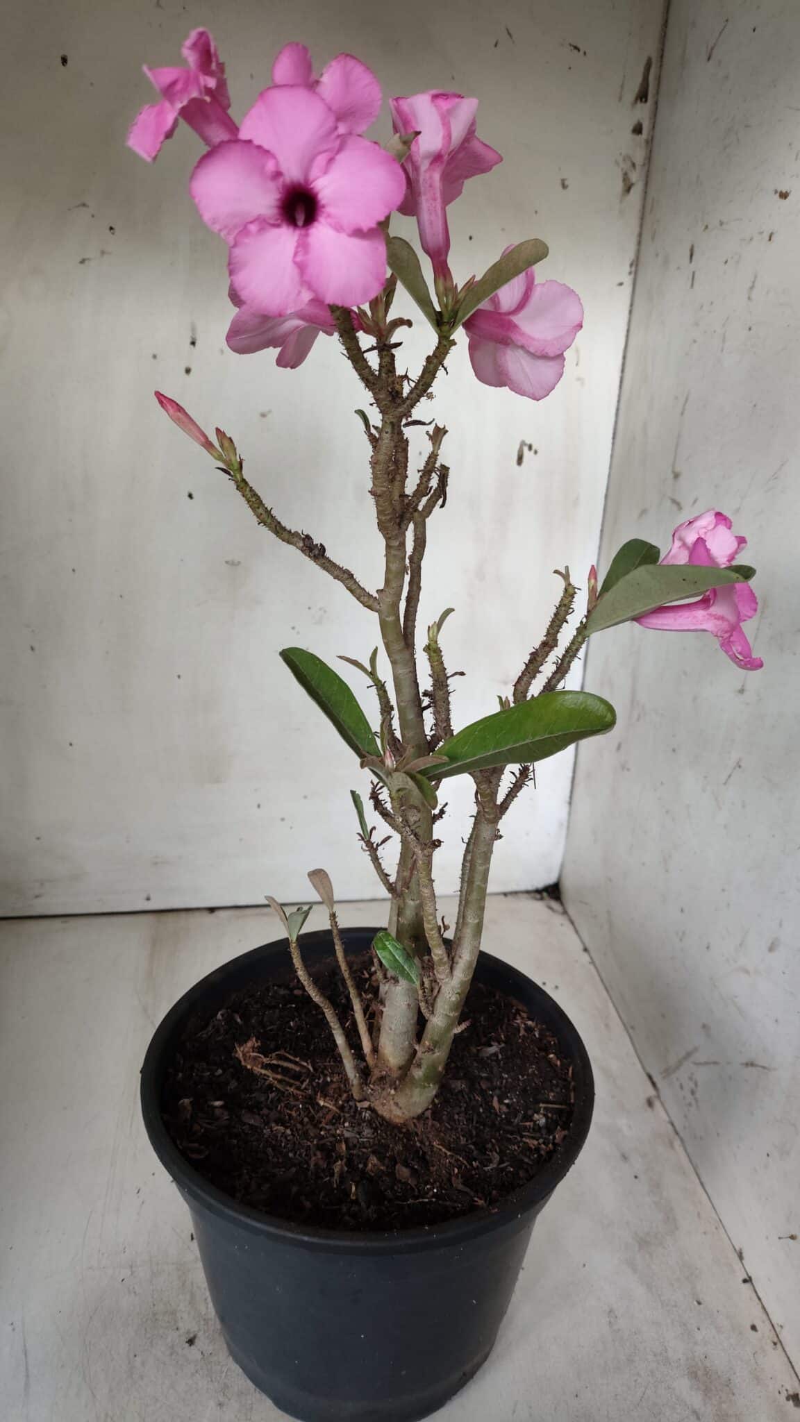 Planta Simples 2668 – 40cm – 03 anos