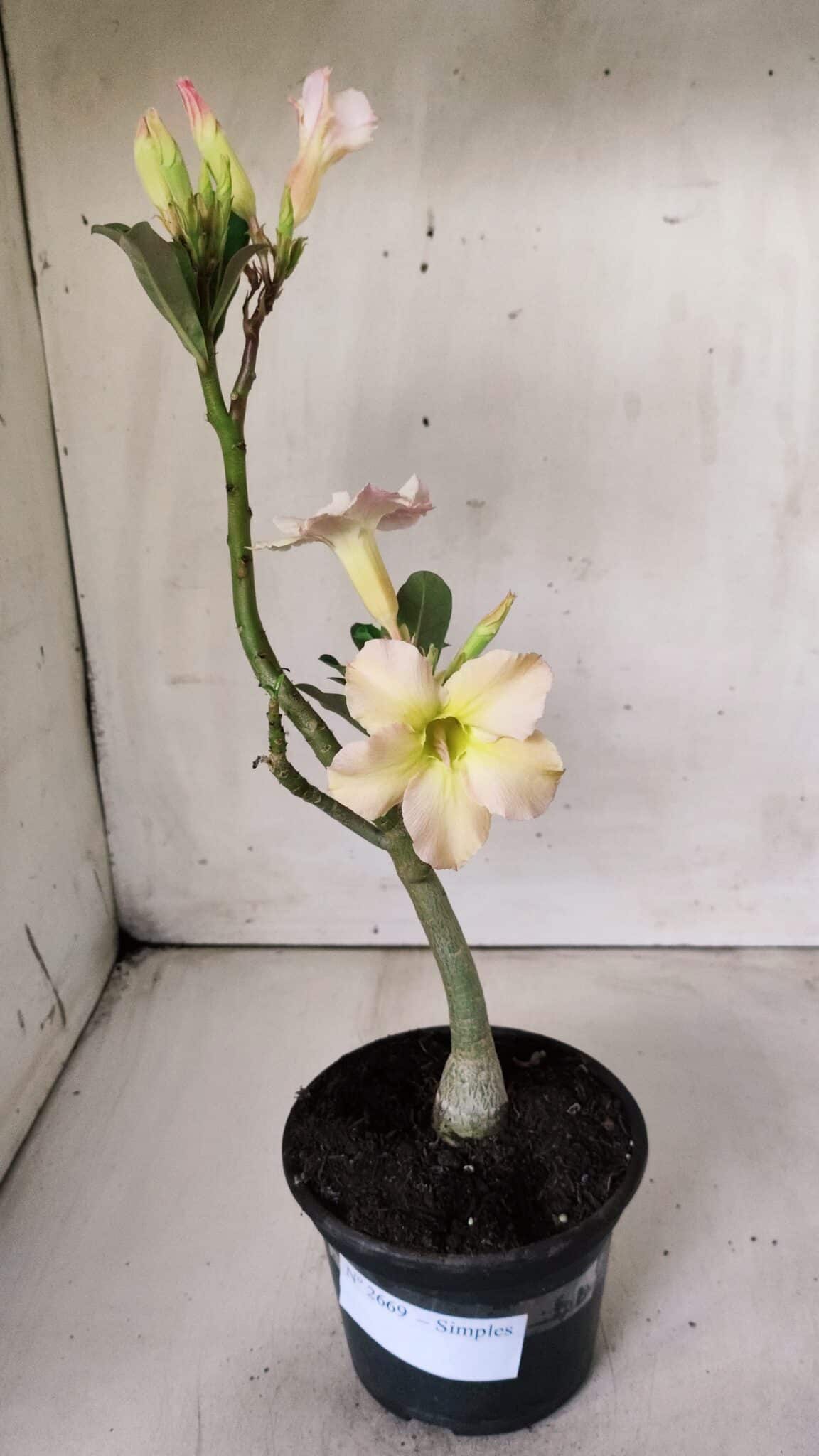 Planta Simples 2669 – 30cm – 02 anos