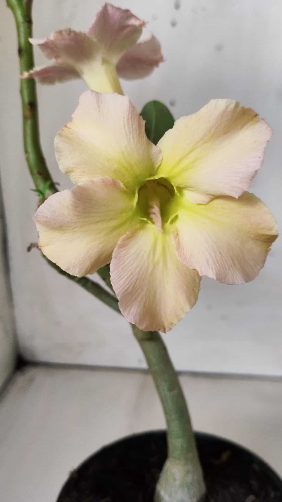 Planta Simples 2669 – 30cm – 02 anos