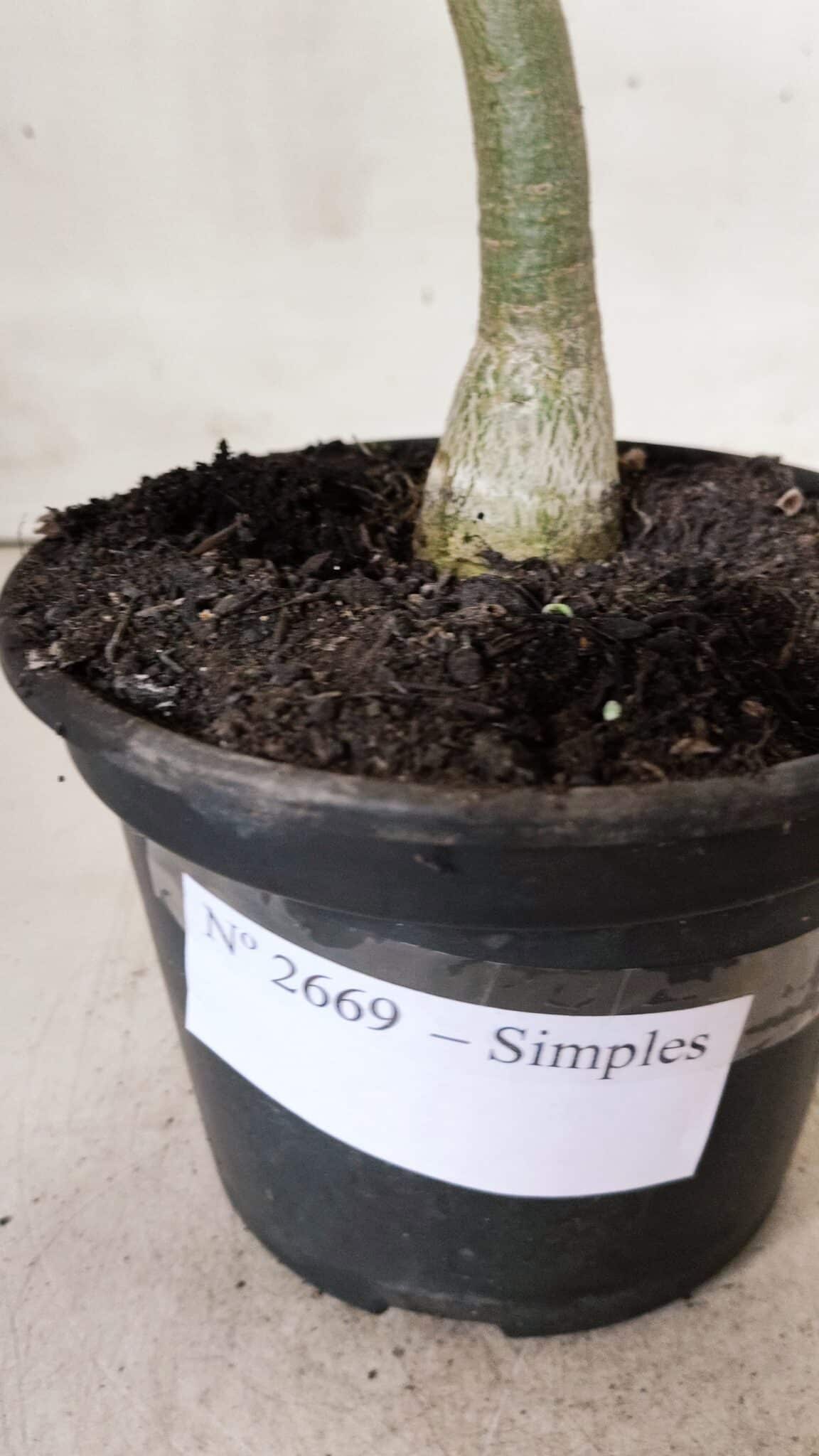 Planta Simples 2669 – 30cm – 02 anos