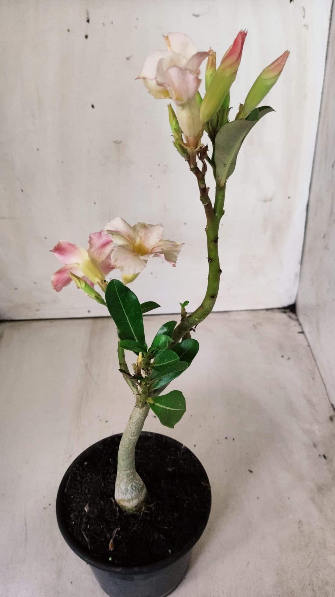 Planta Simples 2669 – 30cm – 02 anos
