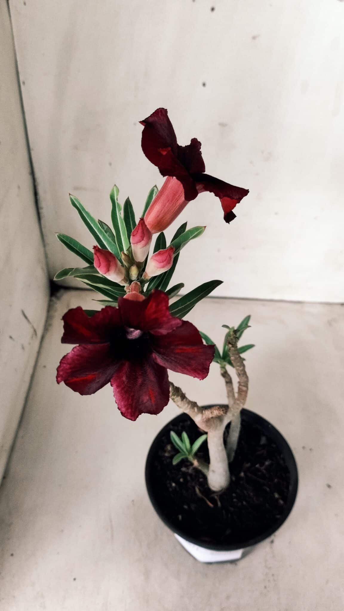 Planta Simples 2671 – 30cm – 02 anos