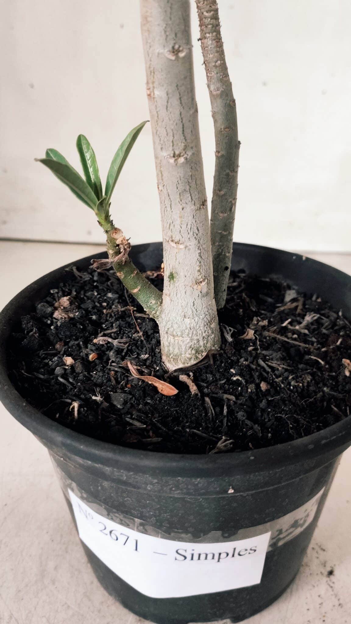 Planta Simples 2671 – 30cm – 02 anos