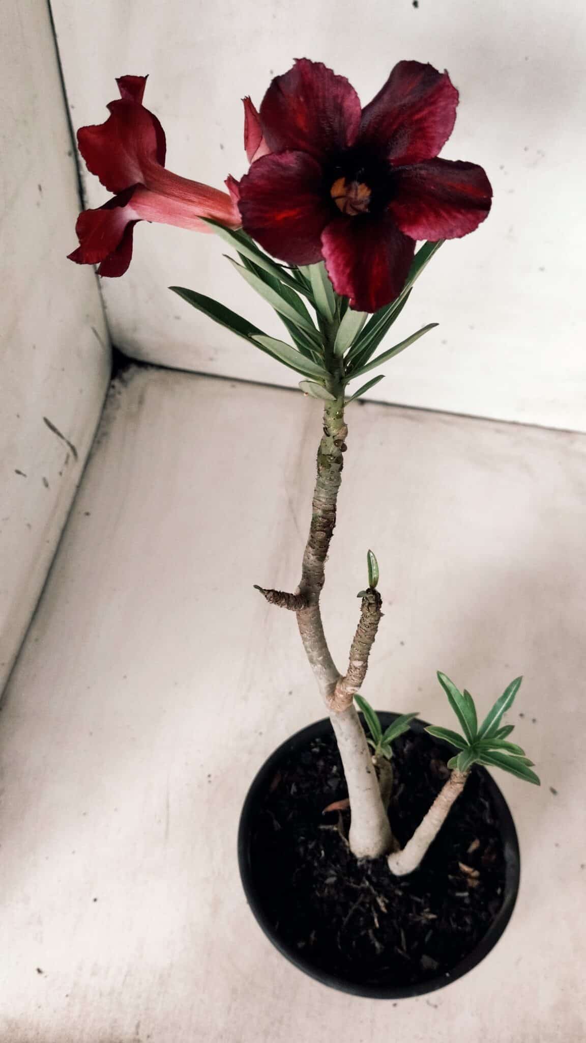 Planta Simples 2671 – 30cm – 02 anos