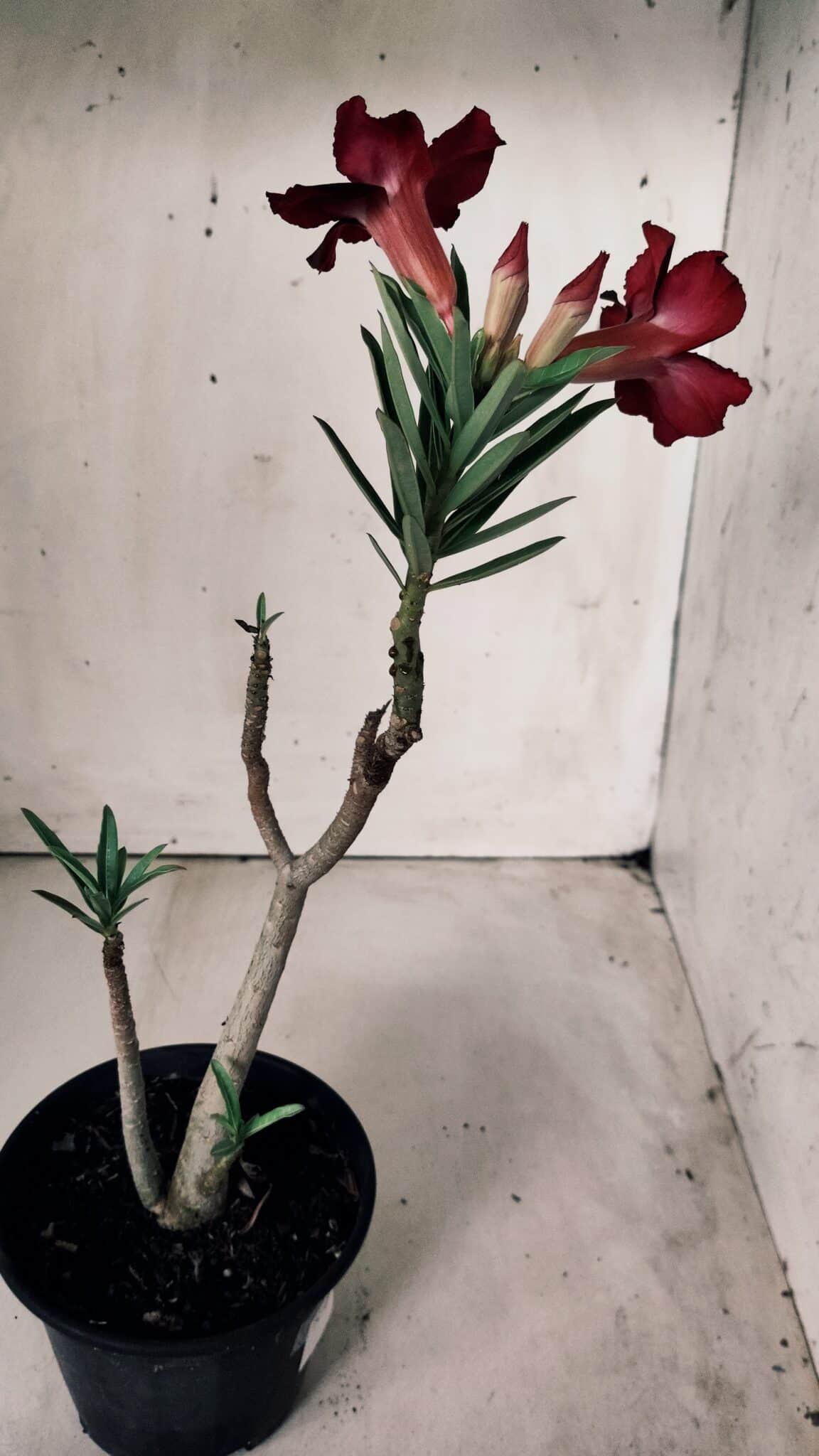 Planta Simples 2671 – 30cm – 02 anos
