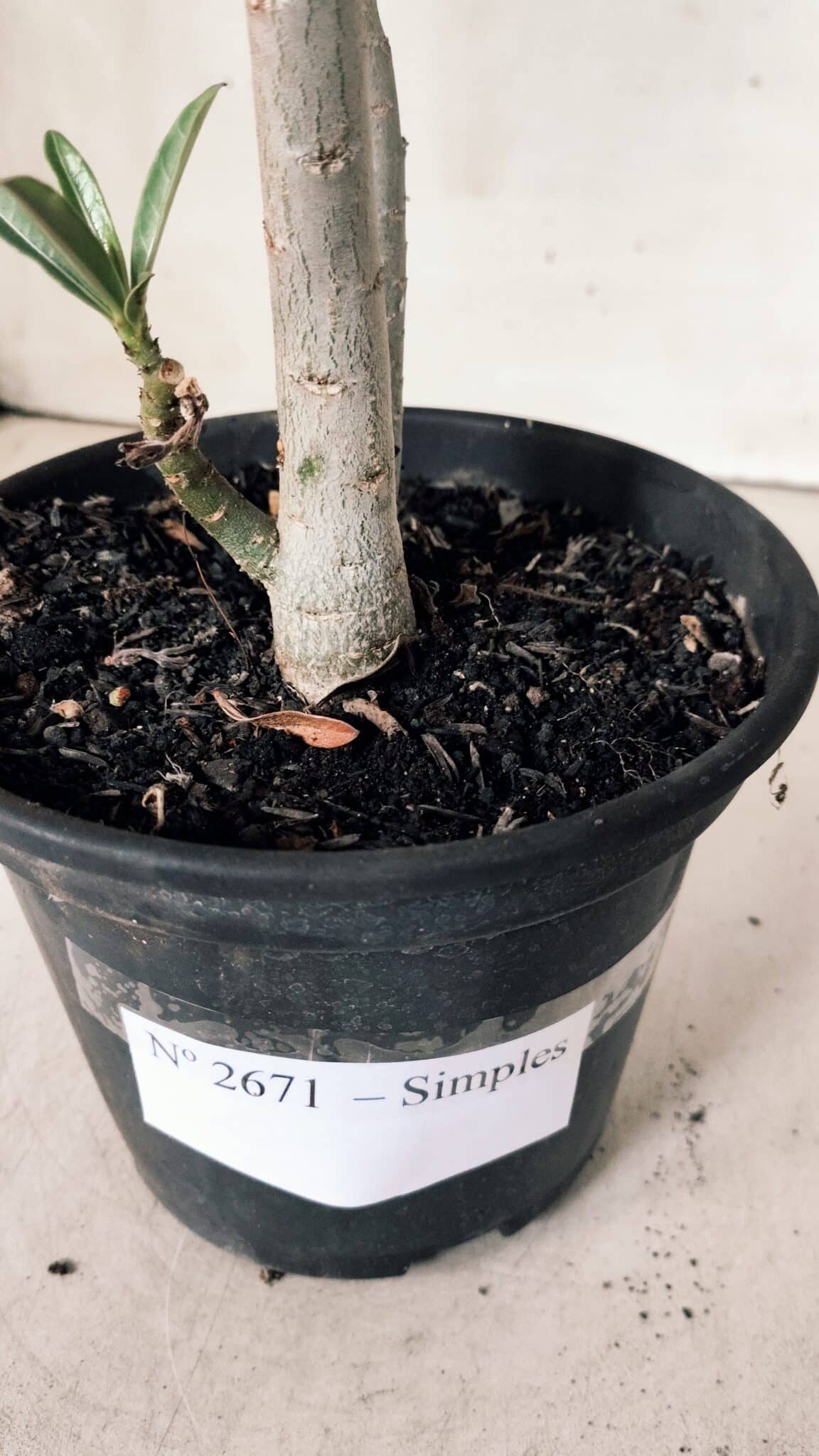 Planta Simples 2671 – 30cm – 02 anos