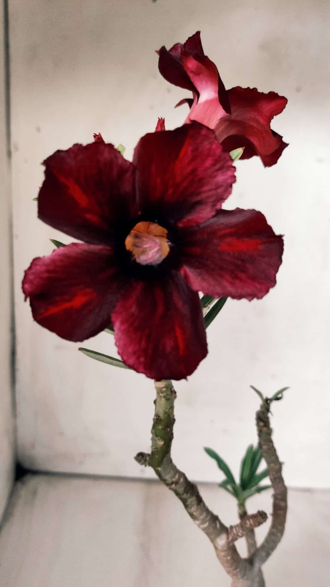 Planta Simples 2671 – 30cm – 02 anos
