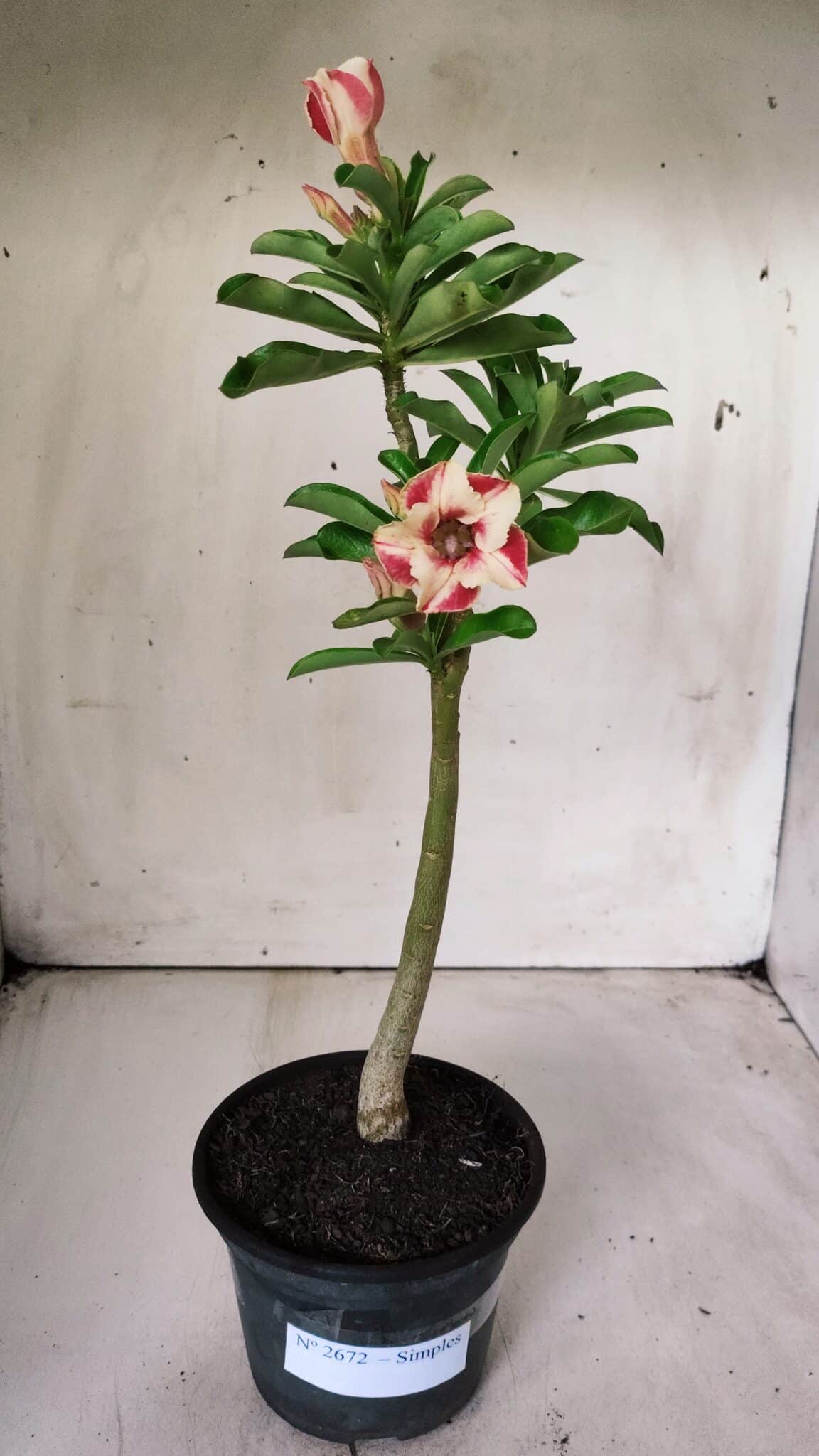 Planta Simples 2672 – 30cm – 02 anos