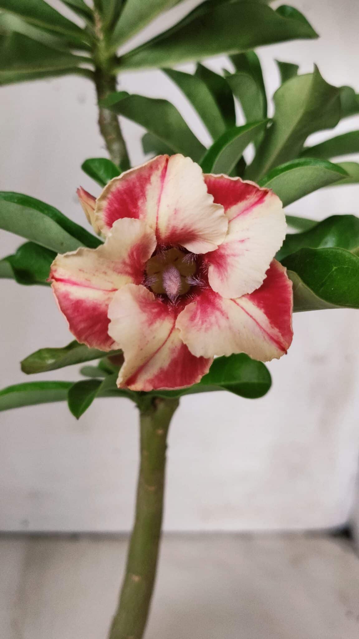 Planta Simples 2672 – 30cm – 02 anos