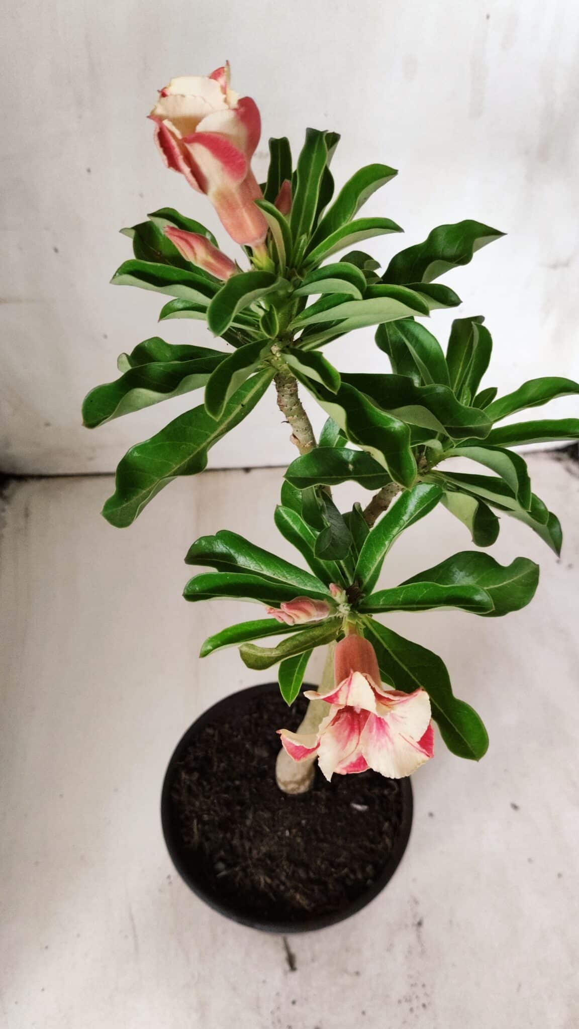 Planta Simples 2672 – 30cm – 02 anos