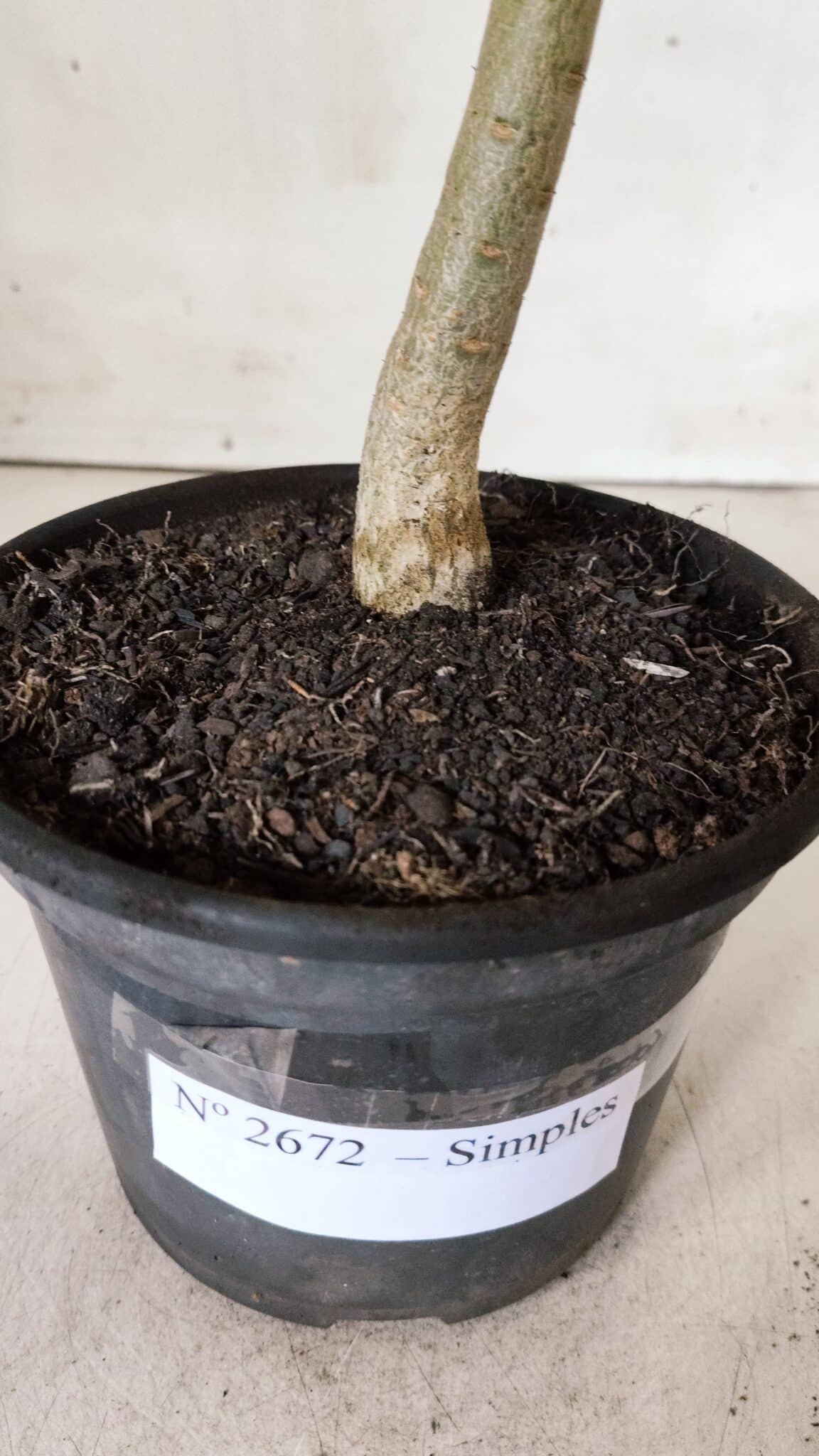 Planta Simples 2672 – 30cm – 02 anos