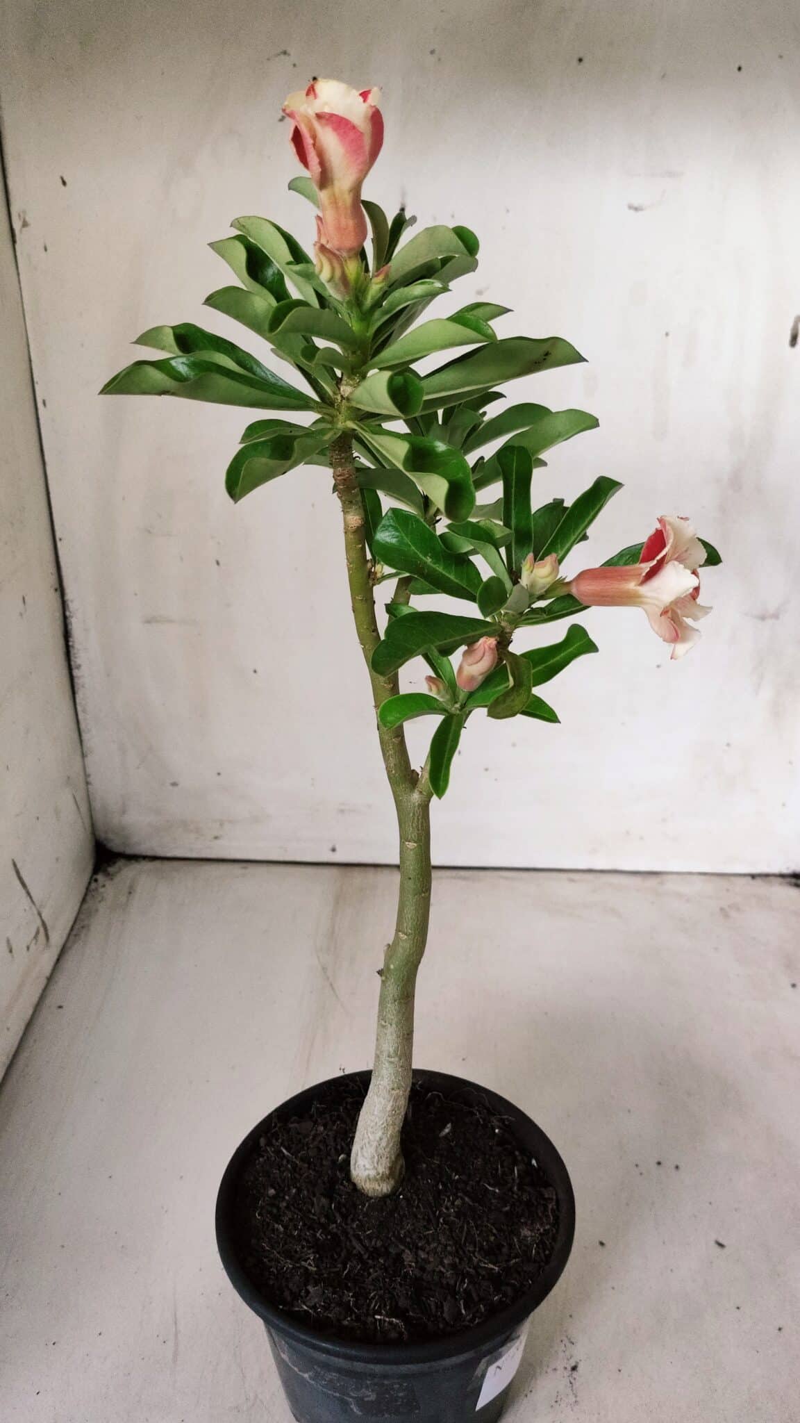 Planta Simples 2672 – 30cm – 02 anos