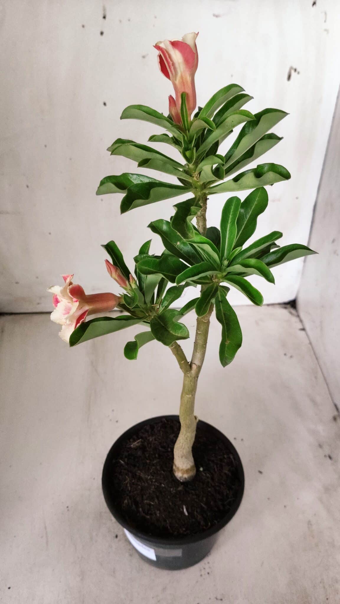 Planta Simples 2672 – 30cm – 02 anos